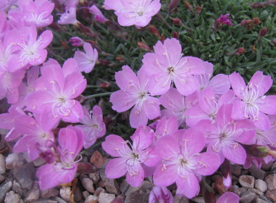 Dianthus weyrichii